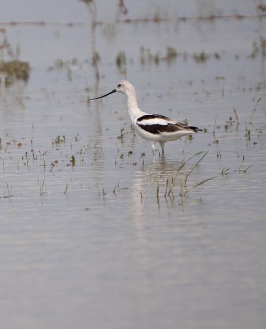 American Avocet - ML644540001