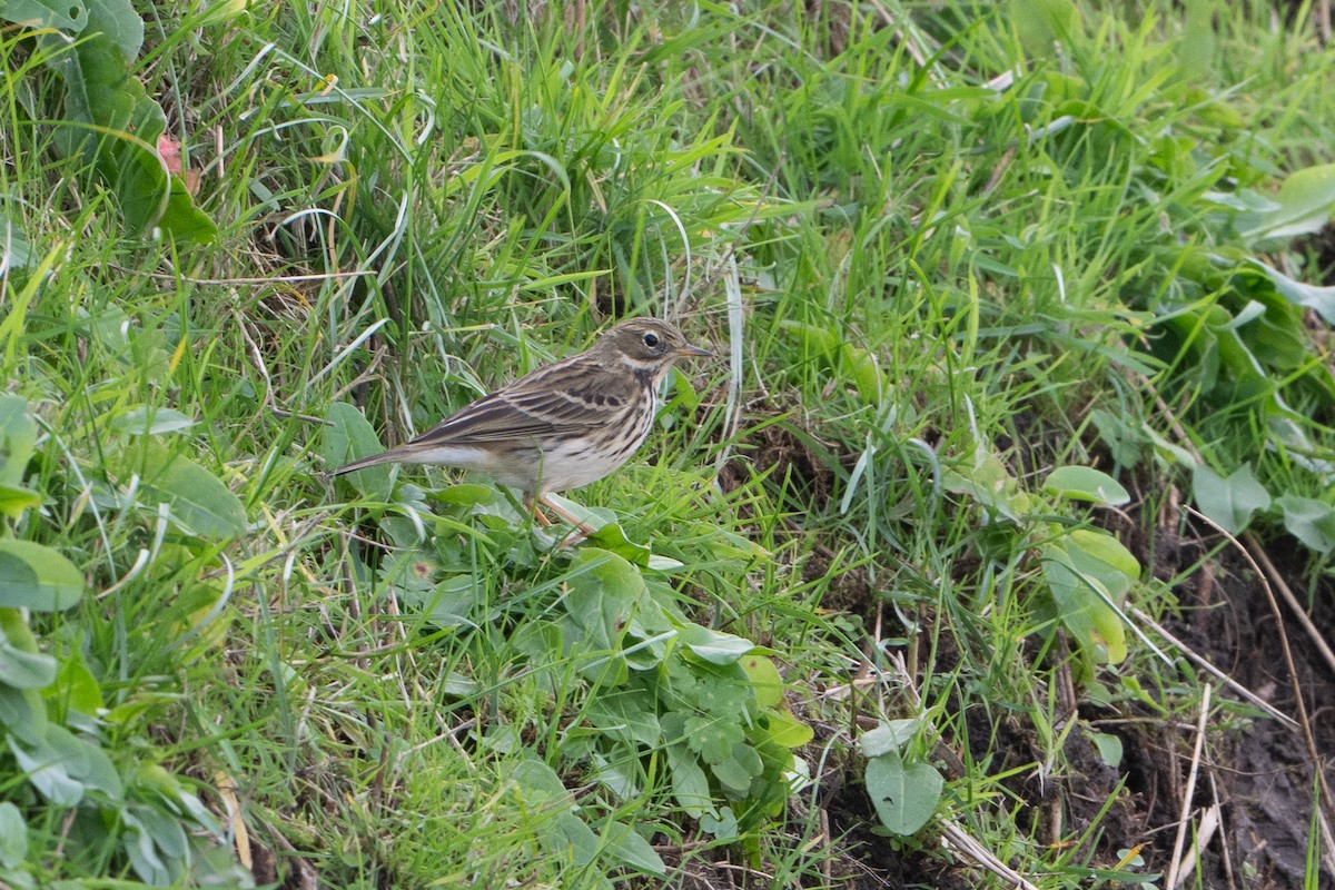 Bisbita Pratense - ML644540005