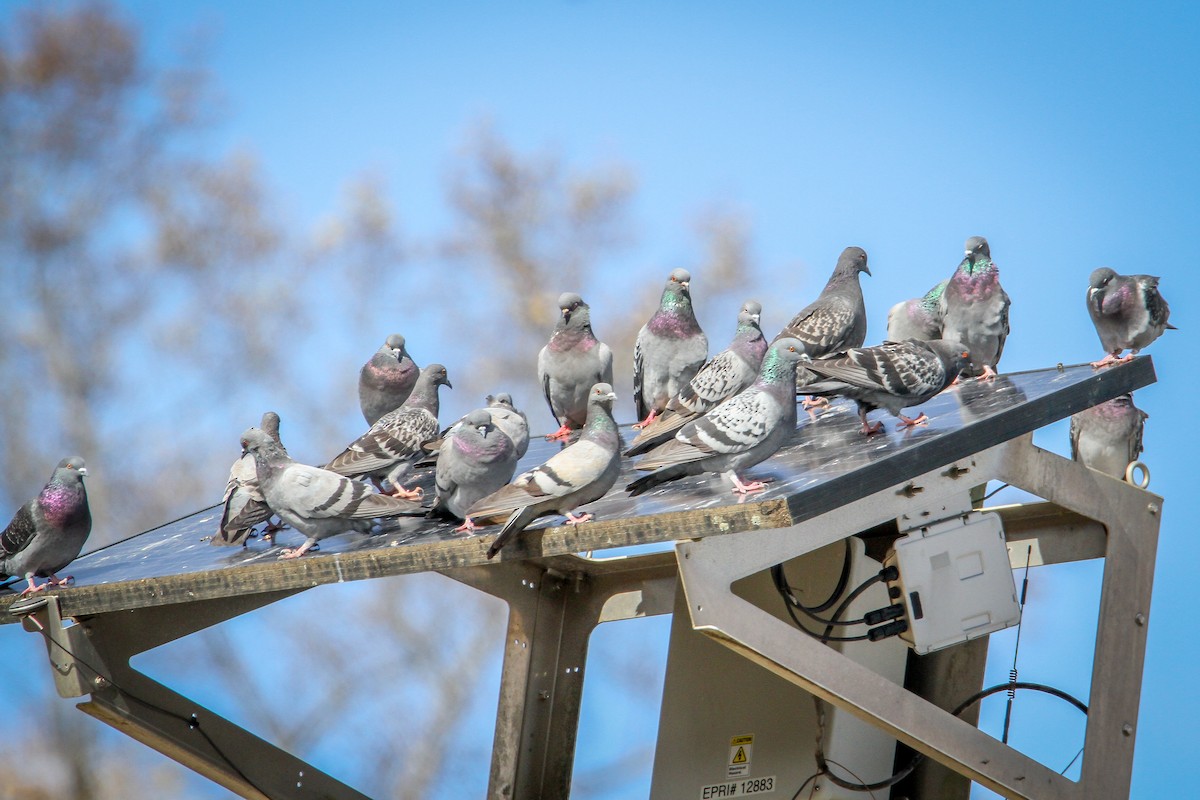 カワラバト（ドバト、家畜型） - ML644540009