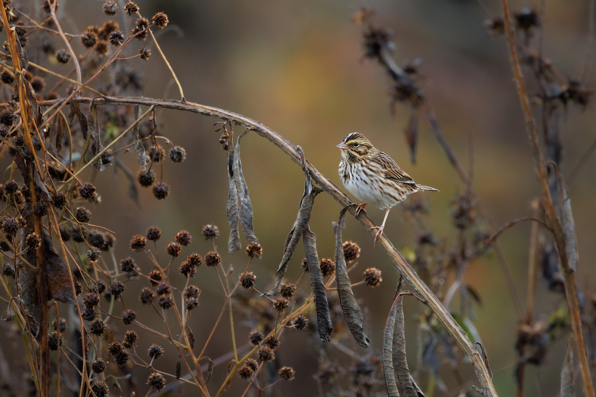 Savannah Sparrow - ML644540012