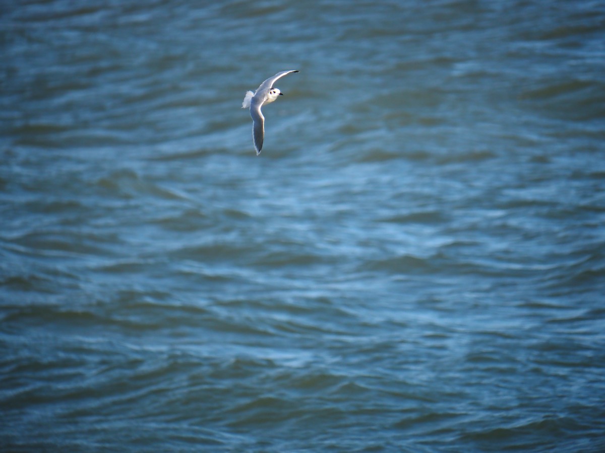 racek malý - ML644540016