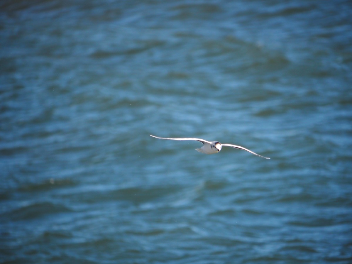 racek malý - ML644540017