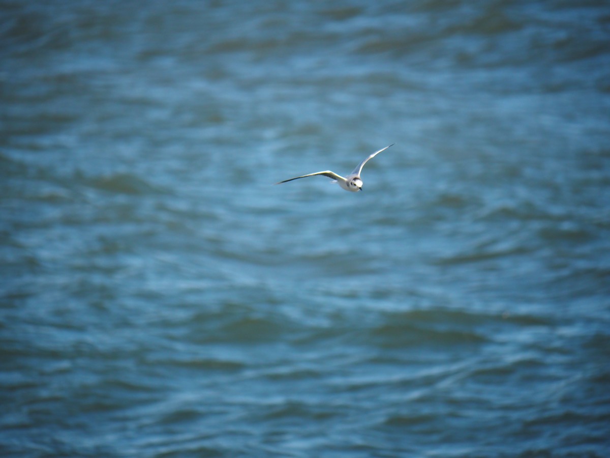 racek malý - ML644540018