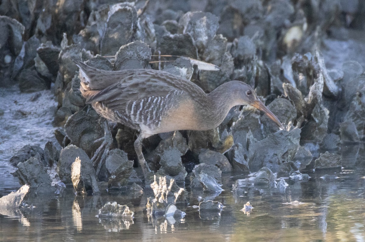 Clapper Rail - ML644540019