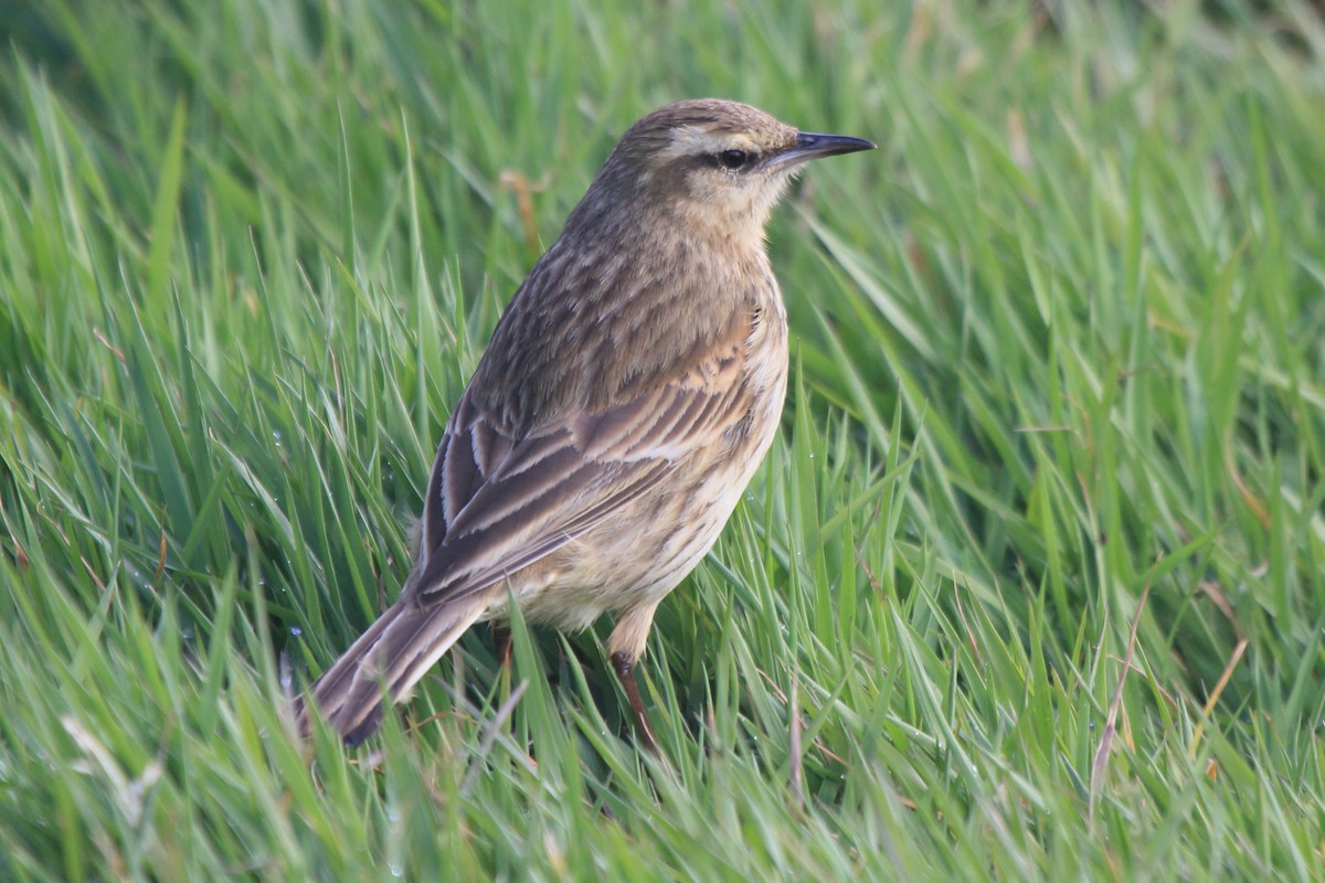 newzealandpiplerke - ML644540032