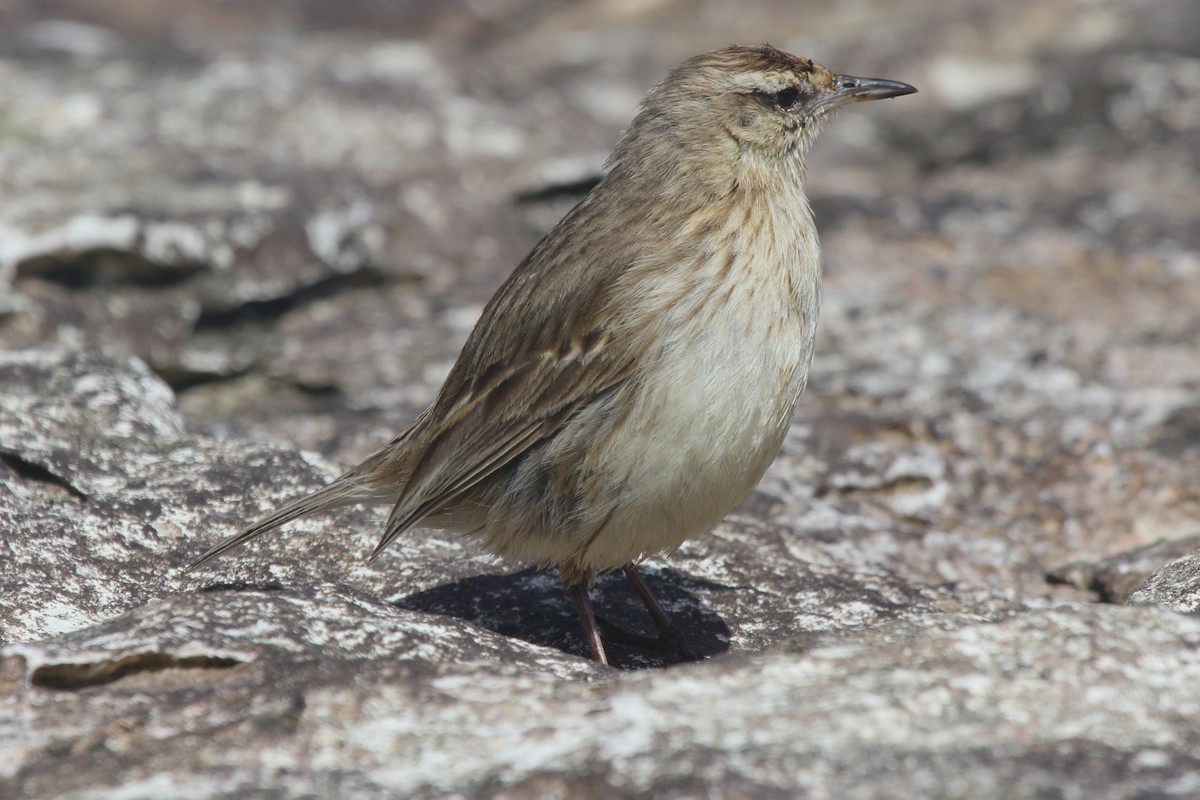 newzealandpiplerke - ML644540033