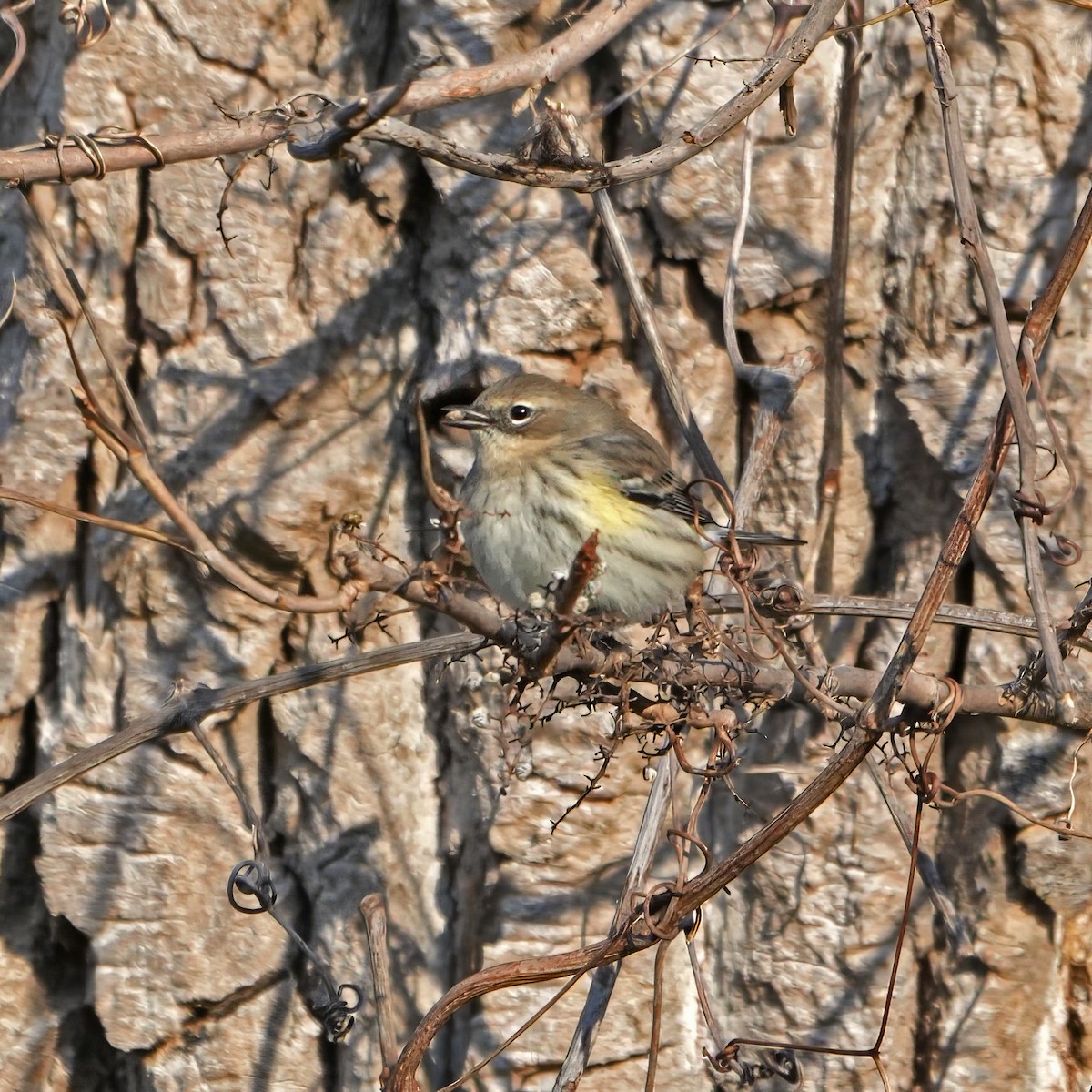 Yellow-rumped Warbler - ML644540034