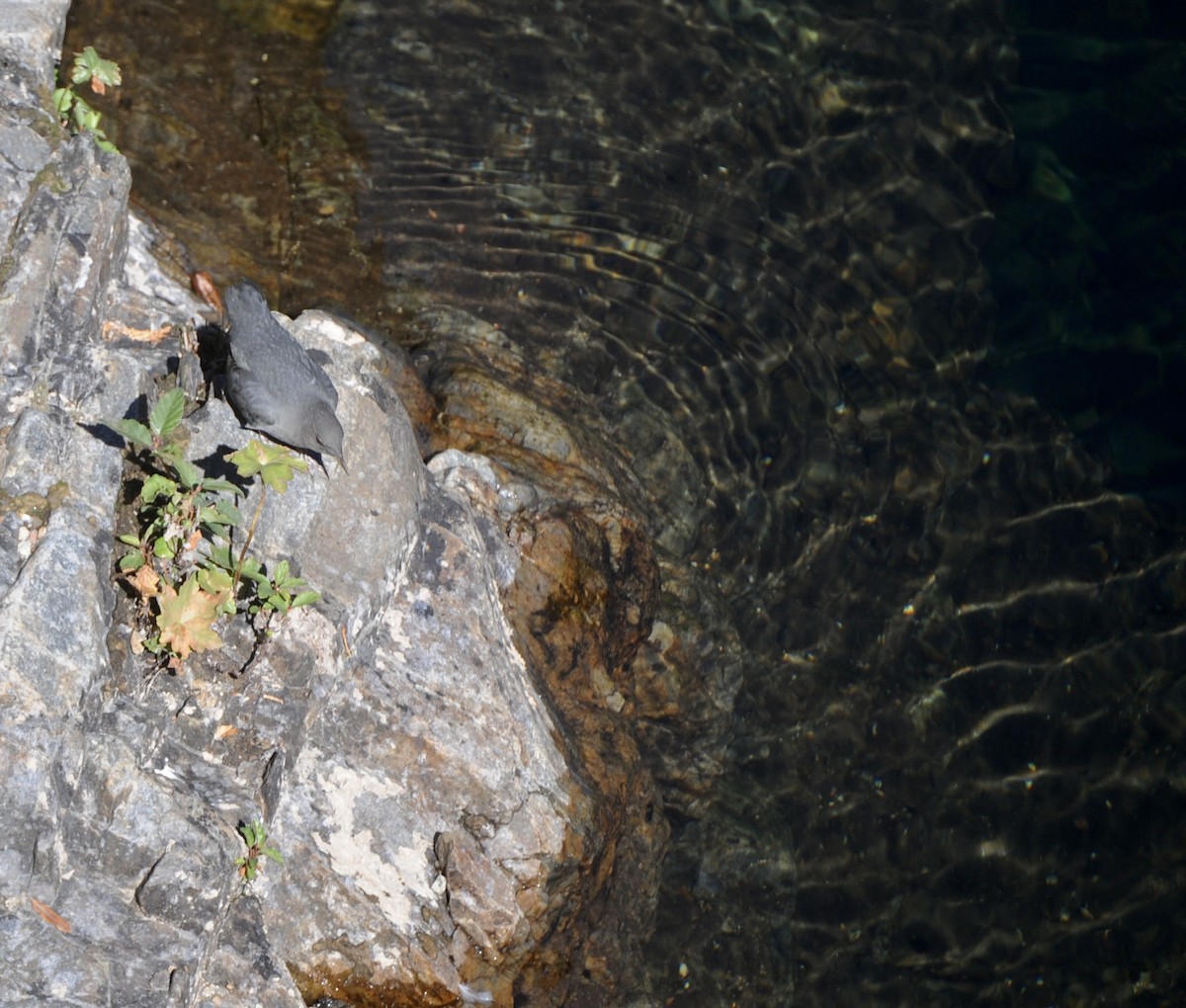 American Dipper - ML644540040