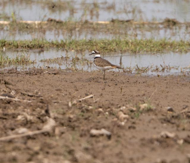 Killdeer - ML644540043