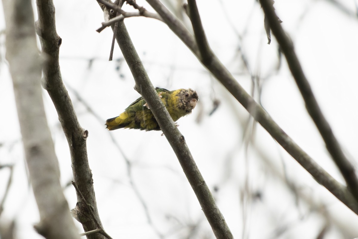 Meek's Pygmy-Parrot - ML644540048