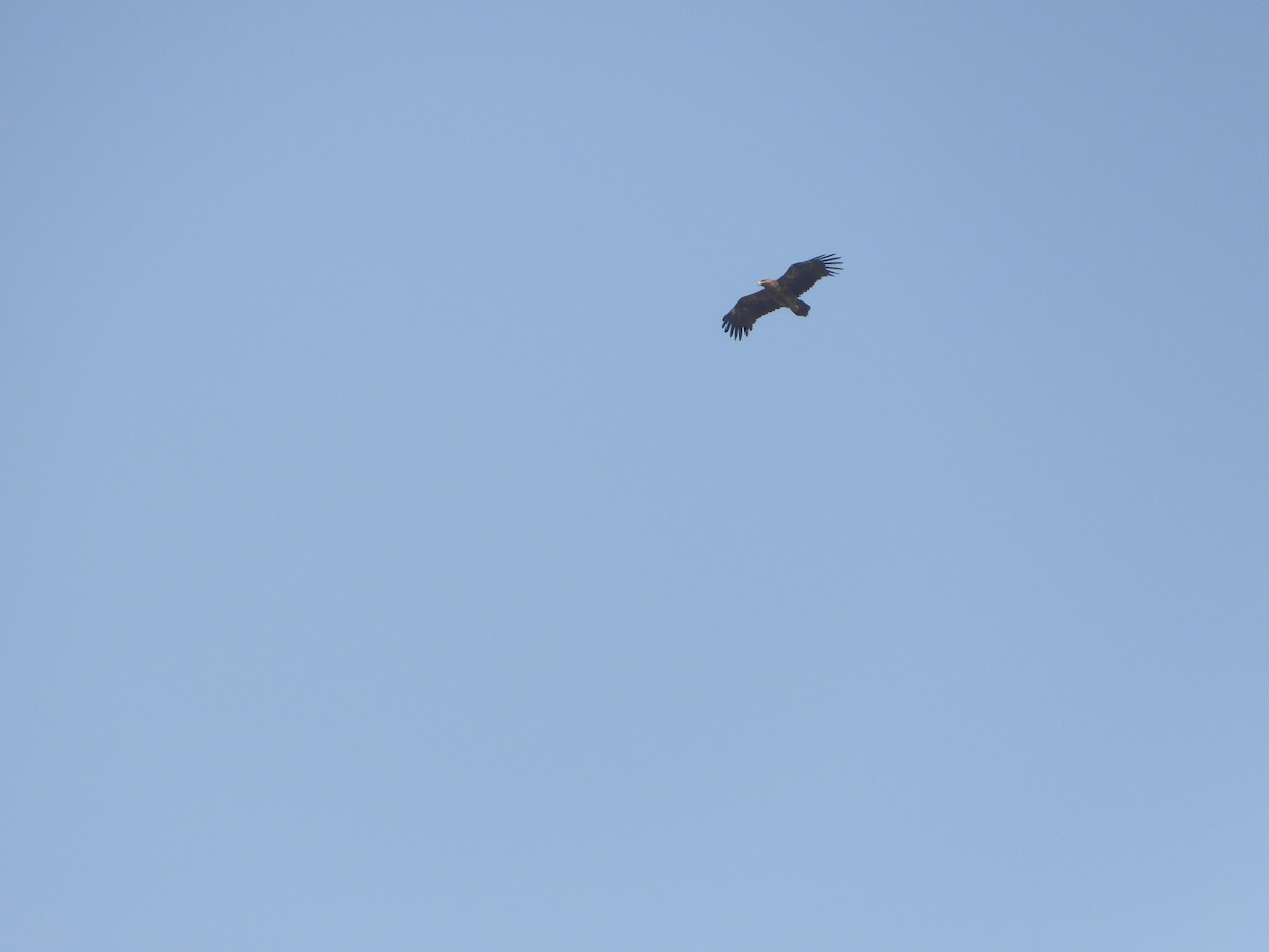 ソウゲンワシ - ML644540049