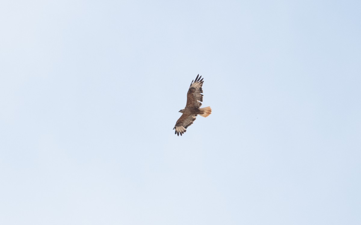 ørnvåk - ML644540051