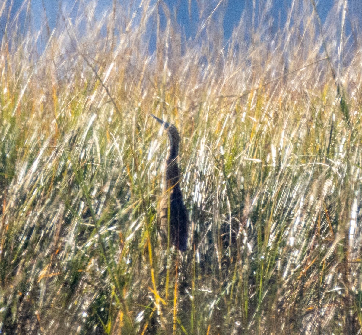 American Bittern - ML644540062