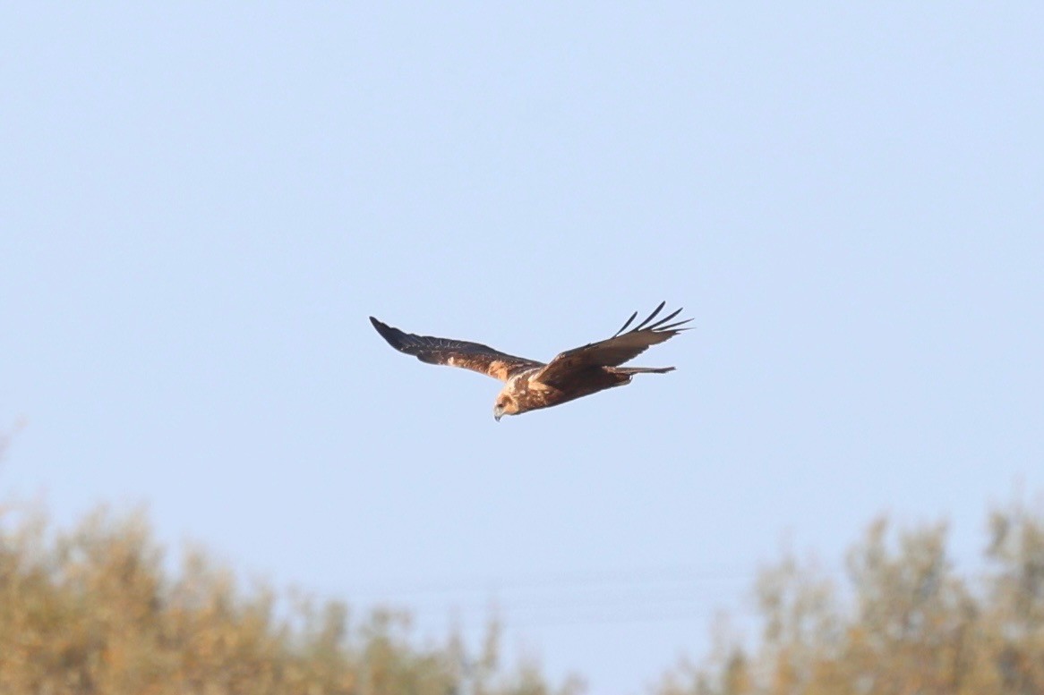 Saz Delicesi - ML644540066