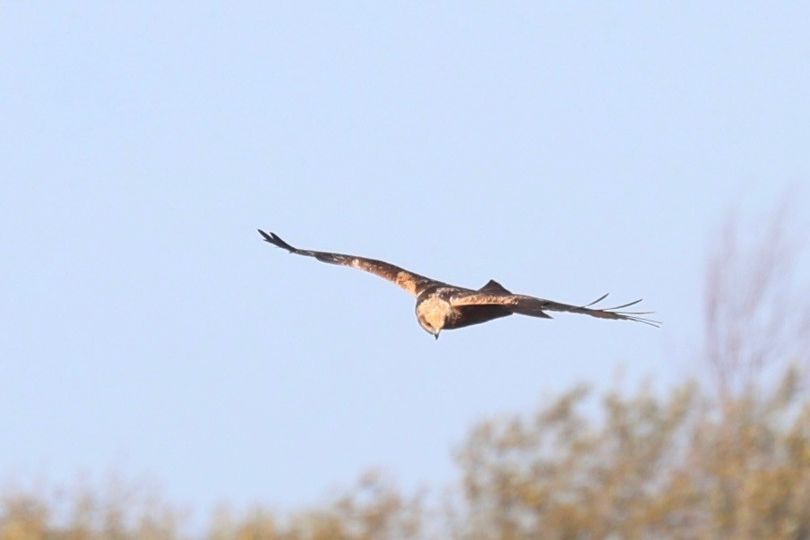 Saz Delicesi - ML644540067