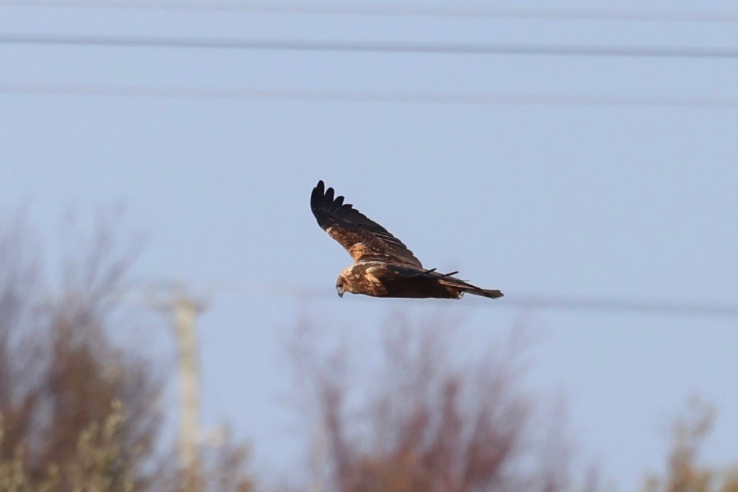 Saz Delicesi - ML644540069