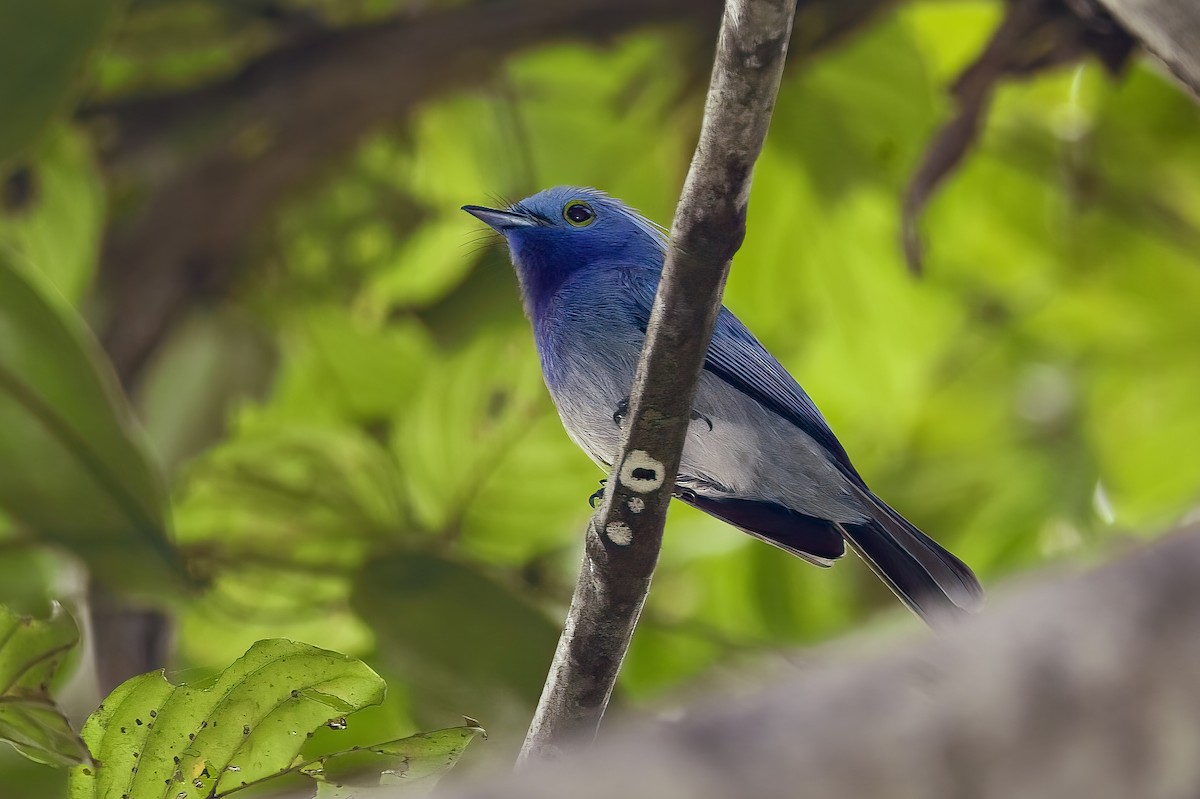 Himmelsmonarch - ML644540072