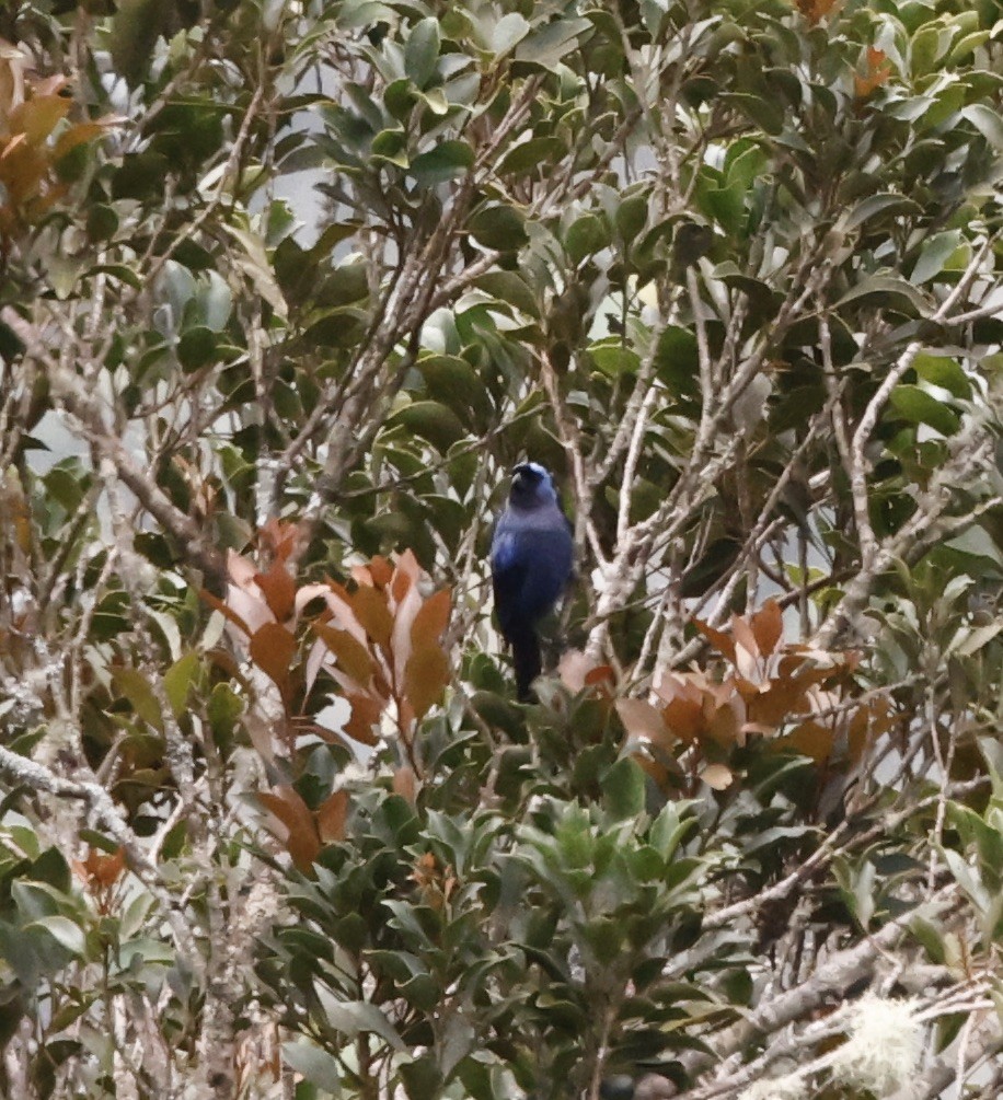 Diademed Tanager - ML644540073