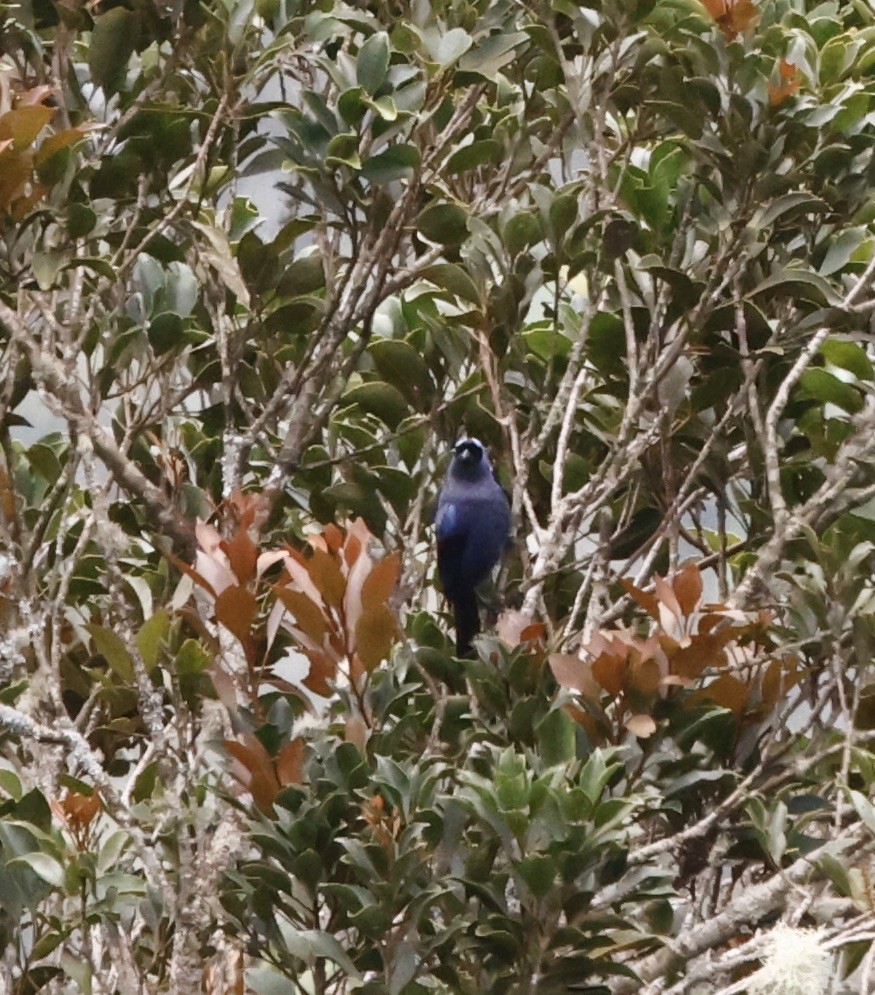 Diademed Tanager - ML644540074