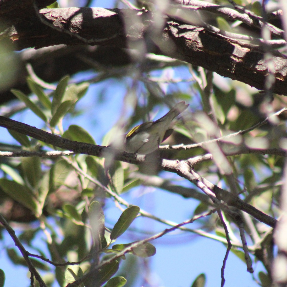 Paruline à flancs marron - ML644540076