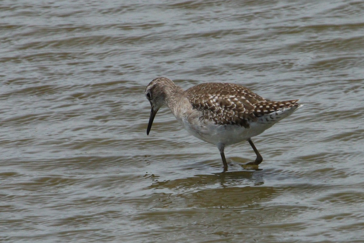 Wood Sandpiper - ML644540078