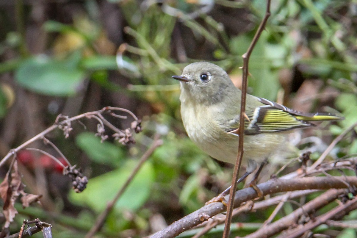 Ruby-crowned Kinglet - ML644540083
