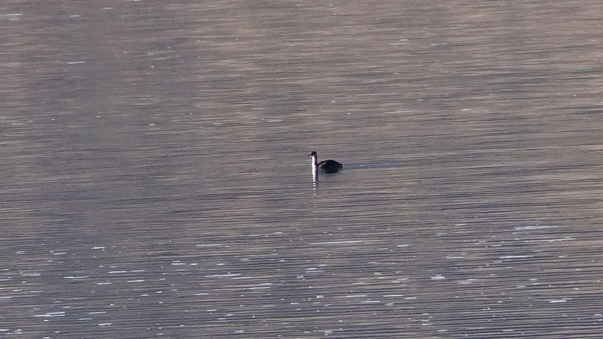 Red-necked Grebe - ML644540088