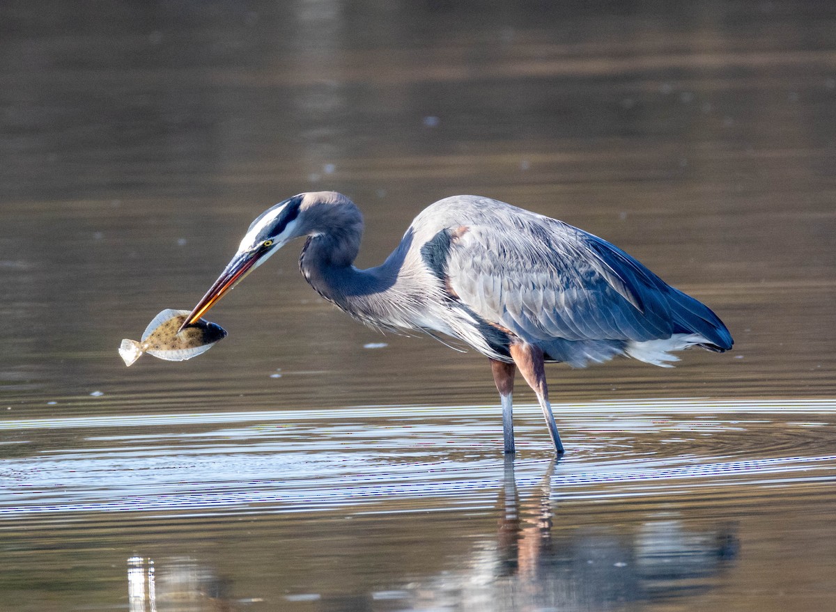 Great Blue Heron - ML644540089