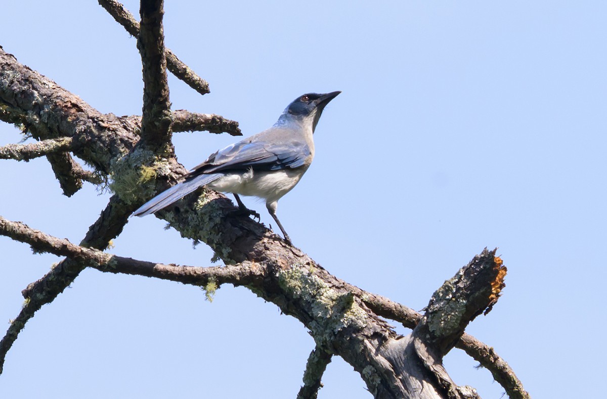 Transvolcanic Jay - ML644540090