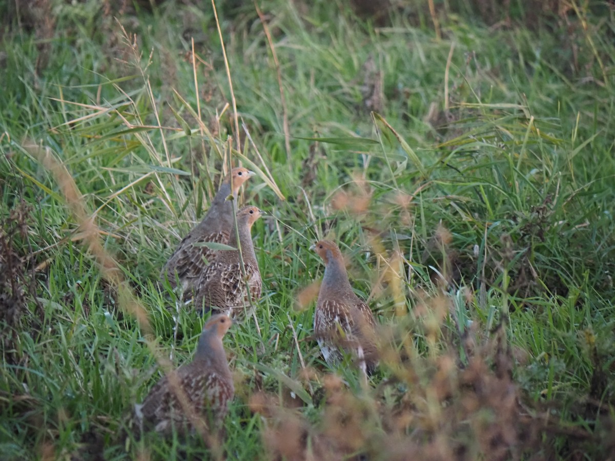 Gray Partridge - ML644540092