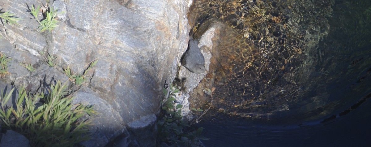 American Dipper - ML644540105