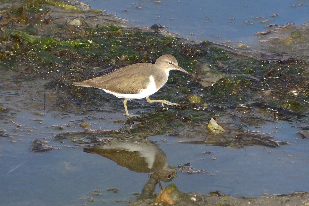 磯鷸 - ML644540118