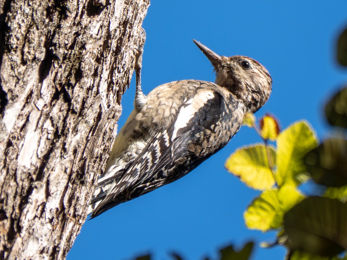 Yellow-bellied Sapsucker - ML644540124