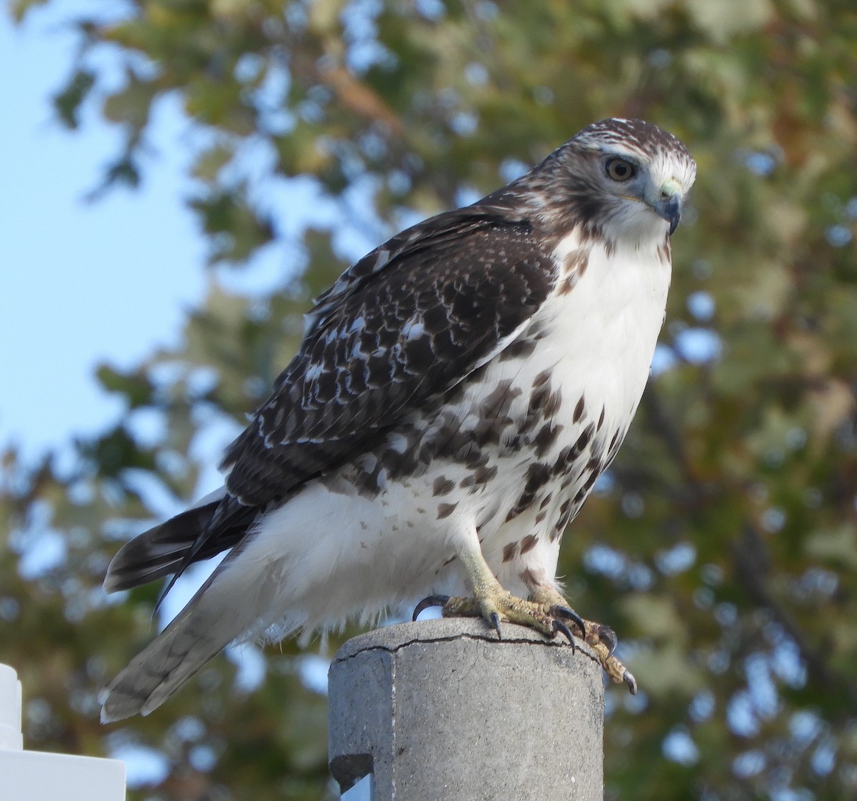 rødstjertvåk - ML644540133