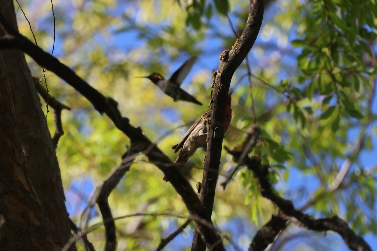 Anna's Hummingbird - ML644540134