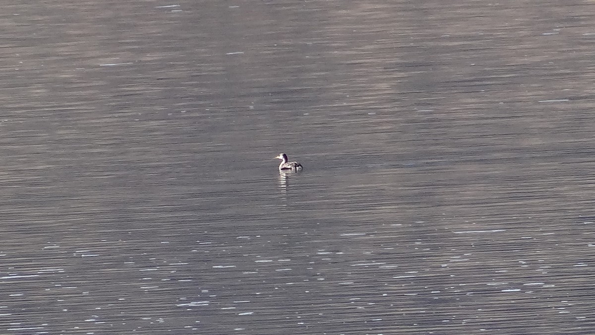 Red-necked Grebe - ML644540135