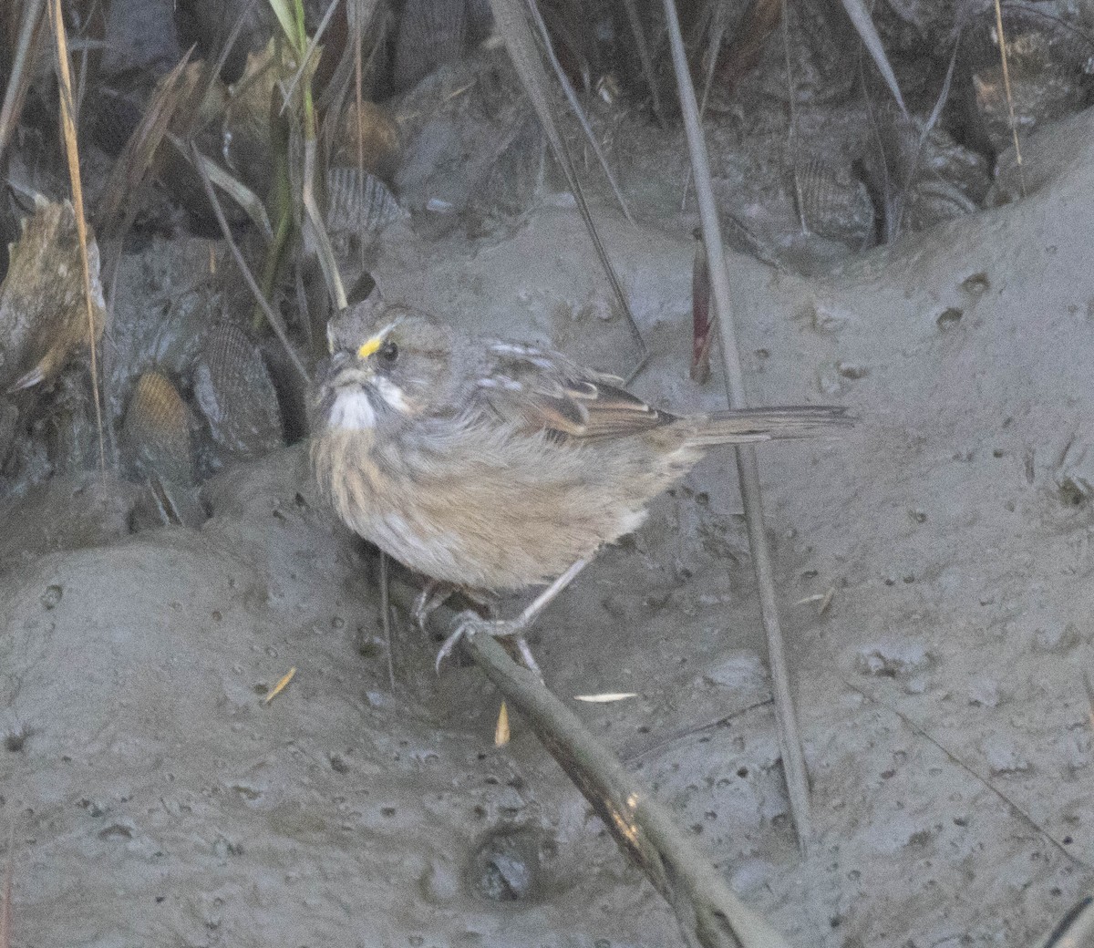 Chingolo Costero - ML644540138