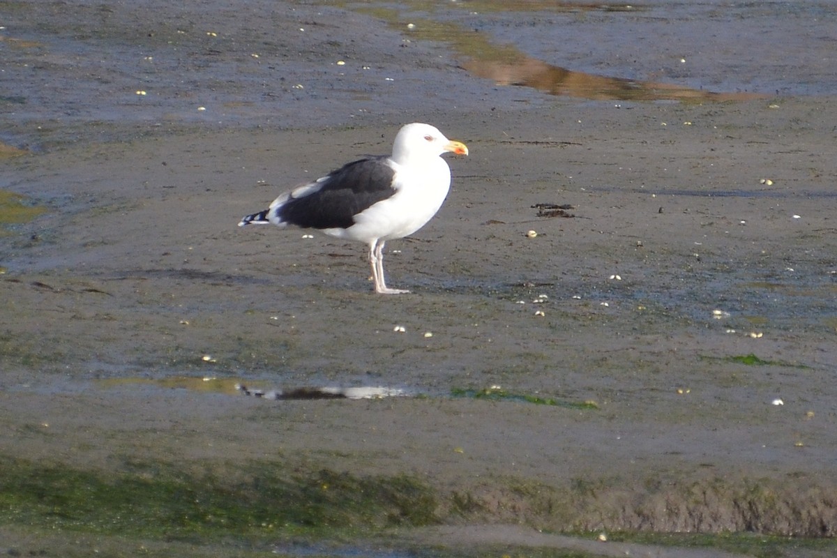 Gavión Atlántico - ML644540146