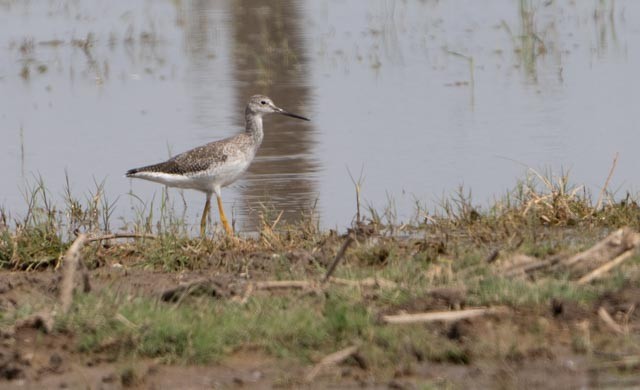Greater Yellowlegs - ML644540156