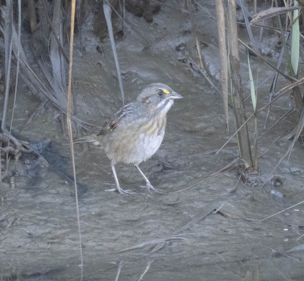 Chingolo Costero - ML644540157