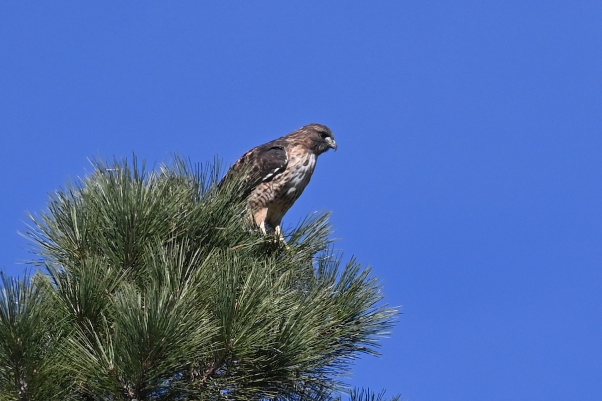 rødstjertvåk - ML644540158