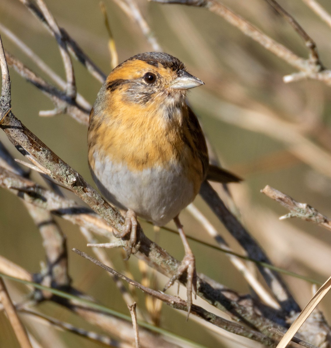 Chingolo de Nelson - ML644540162