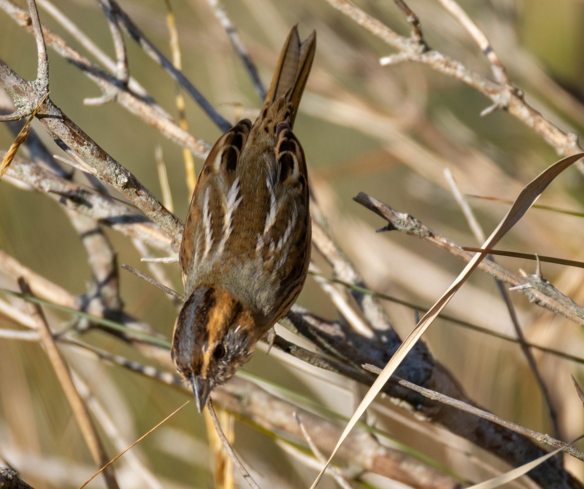 Chingolo de Nelson - ML644540171