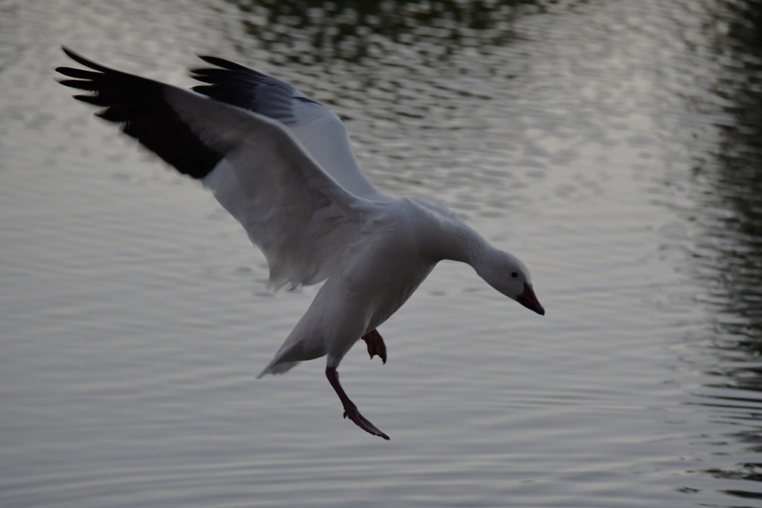 Цасны галуу - ML644540174