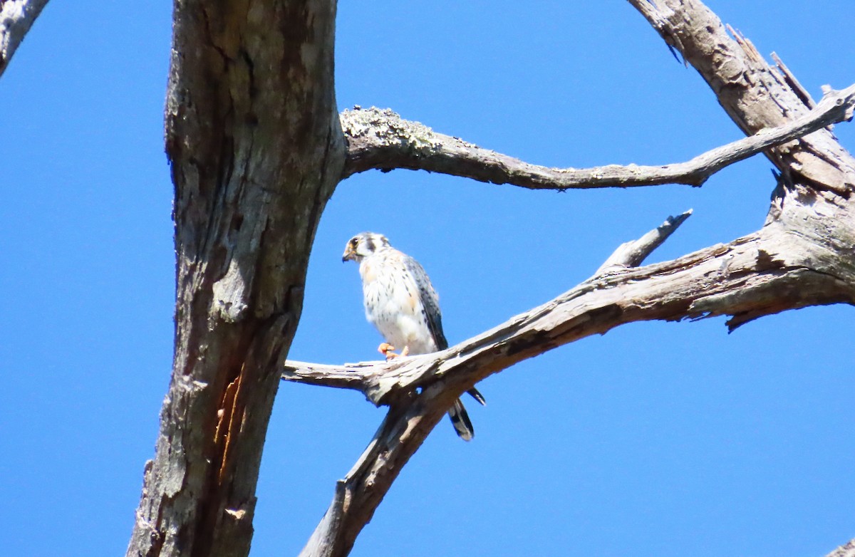 American Kestrel - ML644540181