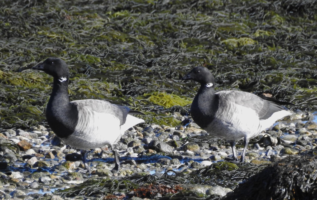 Хар толгойт галуу - ML644540182