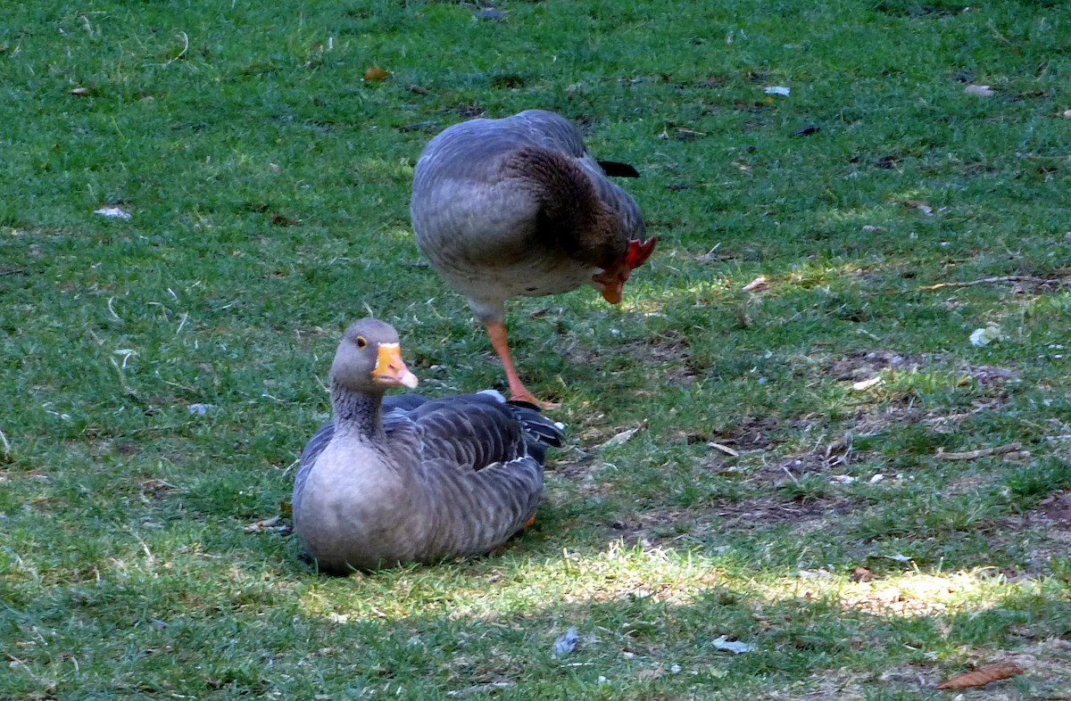 灰雁 - ML644540185