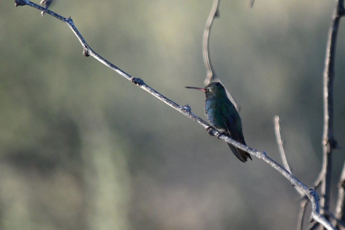 Broad-billed Hummingbird - ML644540188