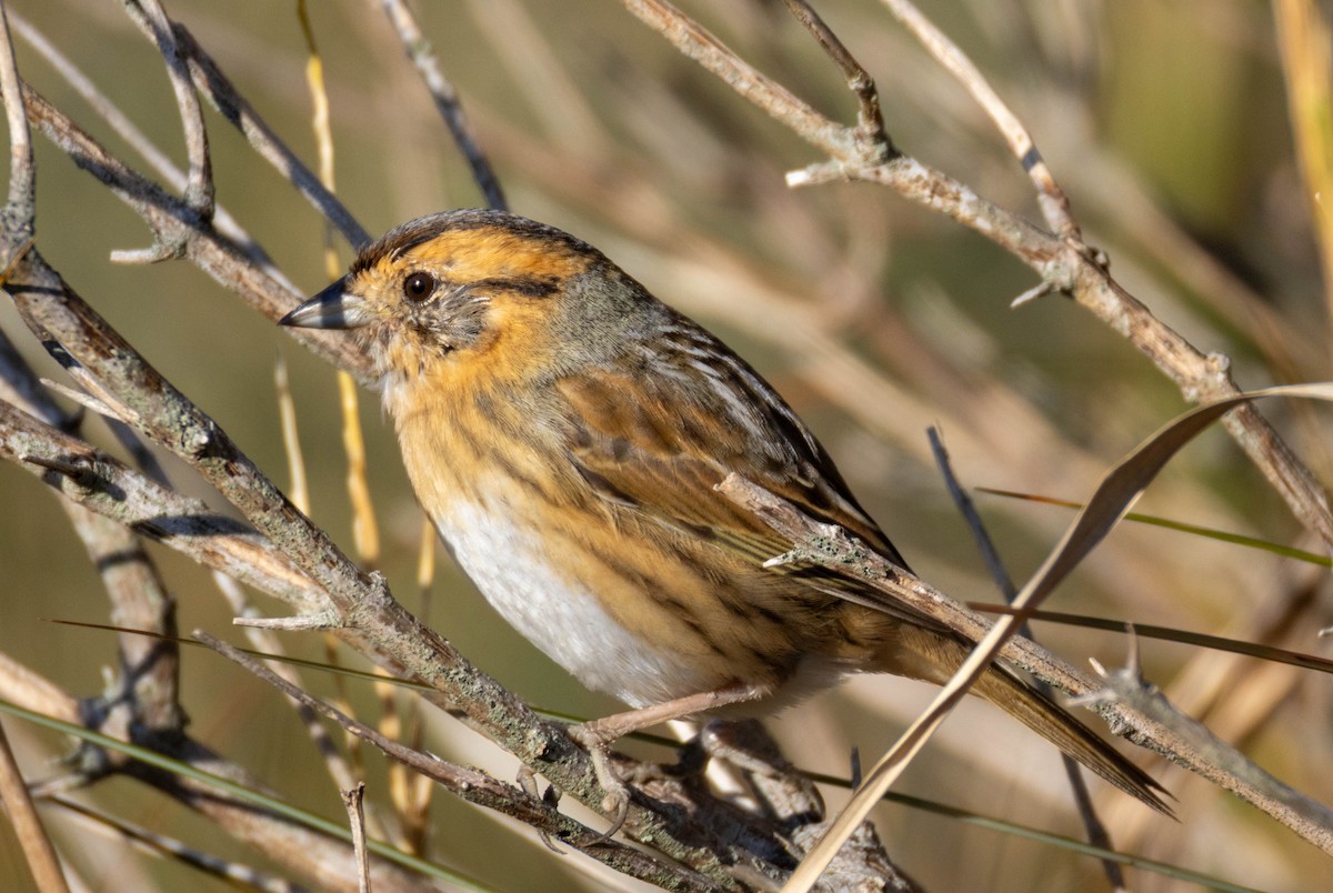 Chingolo de Nelson - ML644540190