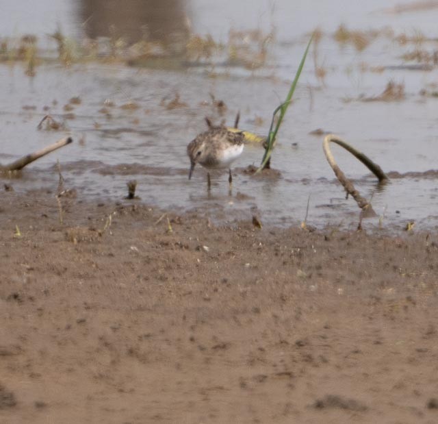 Least Sandpiper - ML644540196